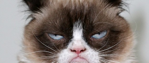 grumpy cat