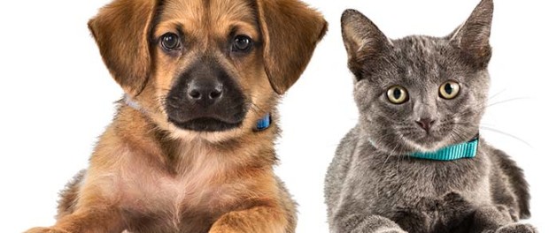 Pets