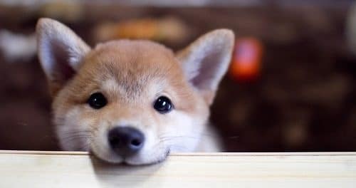 Dog Daycare Liberty Village