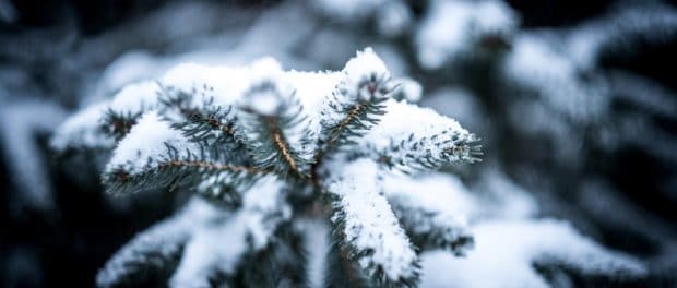 LVT - Winter
