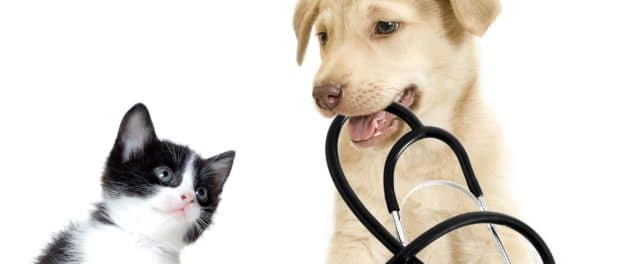 puppy and kitten