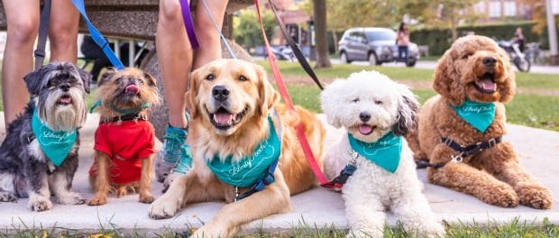Dogs in Liberty Village - Camber