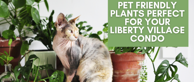 Pet Friendly Plants Perfect For Your Liberty Village Condo